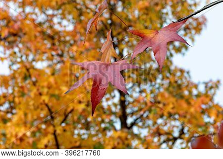 Autumn scene. Fall. Trees and leaves in sun ligh