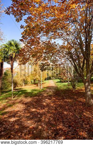 Autumn scene. Fall. Trees and leaves in sun ligh