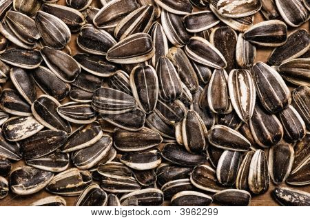 Sunflower Seeds