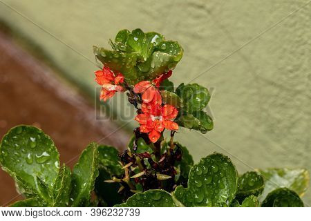 Flaming Katy Red Flower With Raindrops