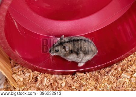 Campbell's Dwarf Hamster Of The Species Phodopus Campbelli Running On The Wheel