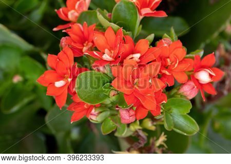 Flaming Katy Red Flower Of The Species Kalanchoe Blossfeldiana