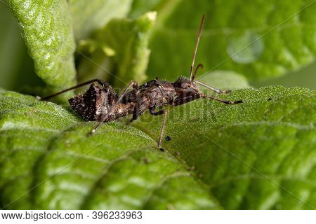 Broad-headed Bug Nymph Of The Family Alydidae