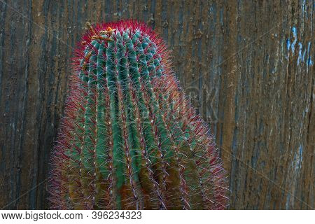 Coral Red Needles Of A Cactus. Desert Barrel Cactus Close-up. New White Needles On A Cactus. Trend C