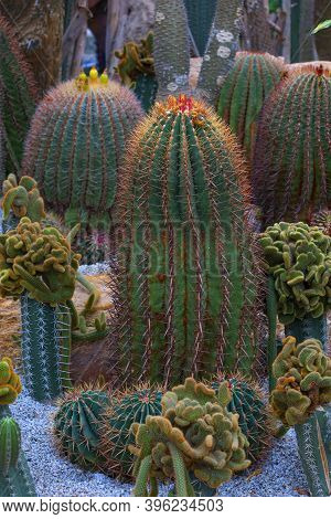 Coral Red Needles Of A Cactus. Desert Barrel Cactus Close-up. New White Needles On A Cactus. Trend C