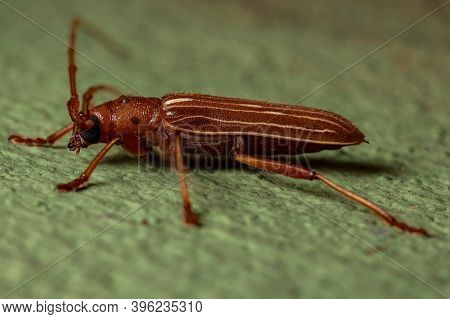 Typical Longhorn Beetle Of The Genus Eburodacrys