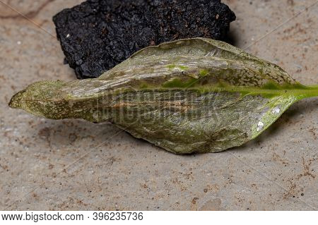 Leaf Of The Sweet Basil Affected By Moth Larvae