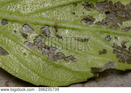 Leaf Of The Sweet Basil Affected By Moth Larvae