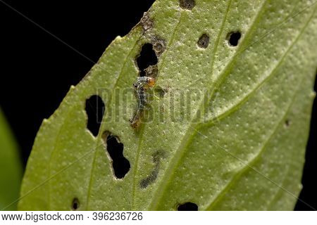 Caterpillar Of A Cutworm Moth On A Sweet Basil