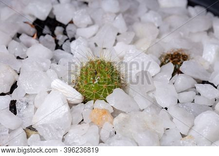 Small And Beautiful Green Cactus Of White Thorns With Selective Focus