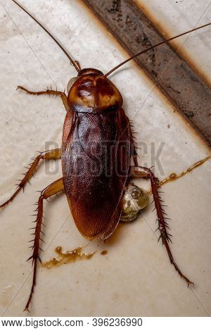 Dead American Cockroach