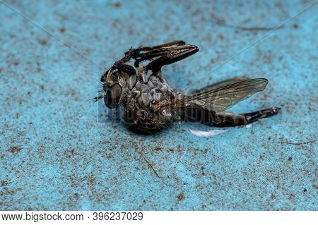 Dead Robber Fly Of The Subfamily Asilinae