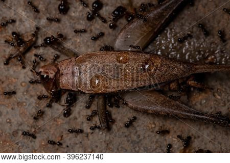 African Big-headed Ant Of The Species Pheidole Megacephala Preying On A True Cricket Of The Species 