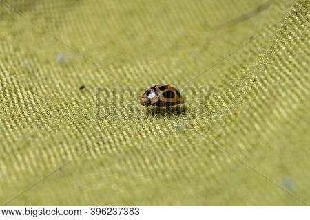Brazilian Lady Beetle