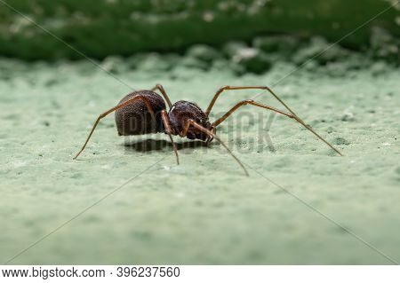 Brazilian Spitting Spider