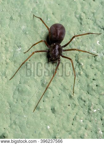 Brazilian Spitting Spider