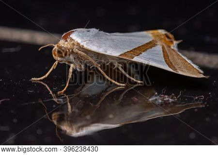 Adult Underwing Moth
