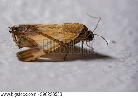 Brazilian Underwing Moth