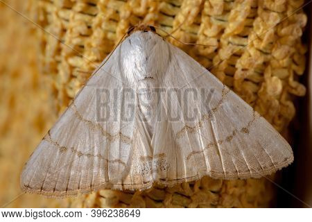 Brazilian Underwing Moth