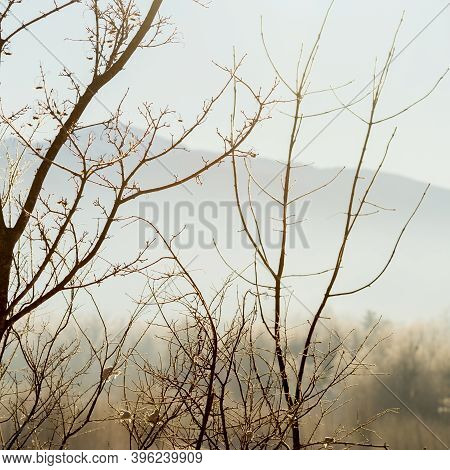 Tree Branches At Overcast Day In Forest Beautiful Scene