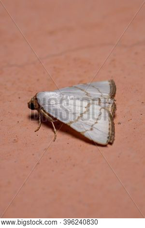 Underwing Moth Of The Species Eulepidotis Deiliniaria In The Wall