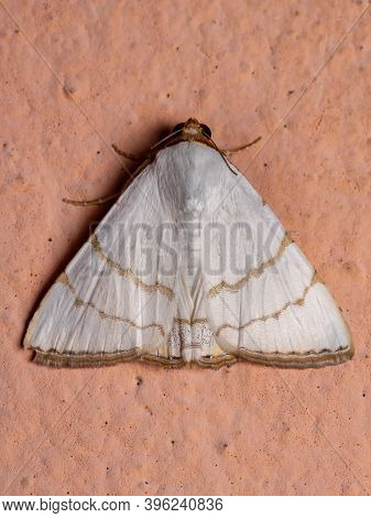 Underwing Moth Of The Species Eulepidotis Deiliniaria In The Wall