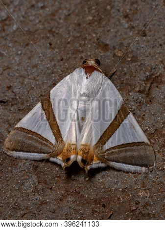 Adult Underwing Moth Of The Species Eulepidotis Rectimargo