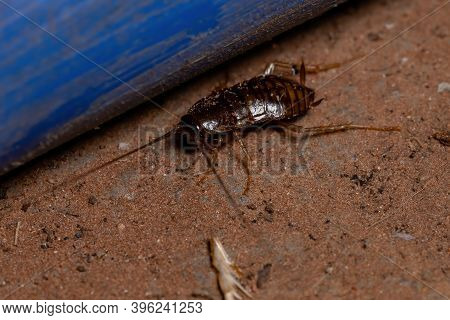 Sand Cockroach Of The Subfamily Latindiinae In The Ground