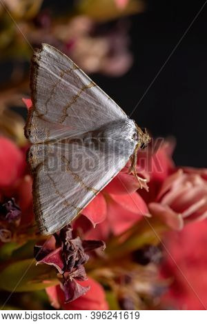 Underwing Moth In A Flowering Plant
