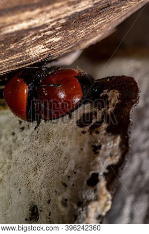 Pleasing Fungus Beetles Of The Genus Aegithus