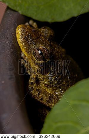 Fuscous-blotched Snouted Tree Frog