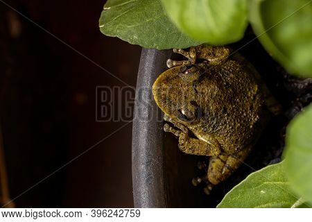 Fuscous-blotched Snouted Tree Frog