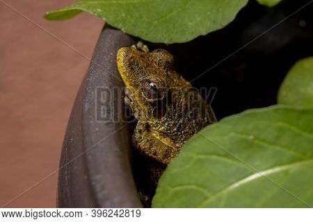 Fuscous-blotched Snouted Tree Frog