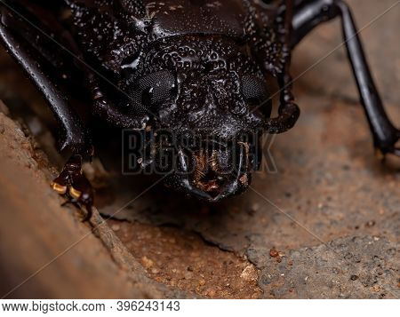 Brazilian Prionid Beetle