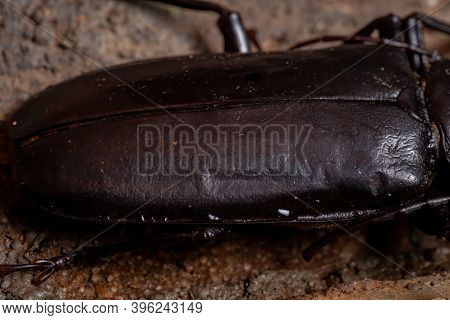 Brazilian Prionid Beetle