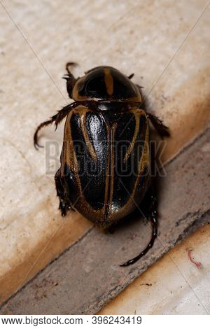 Adult Masked Chafer