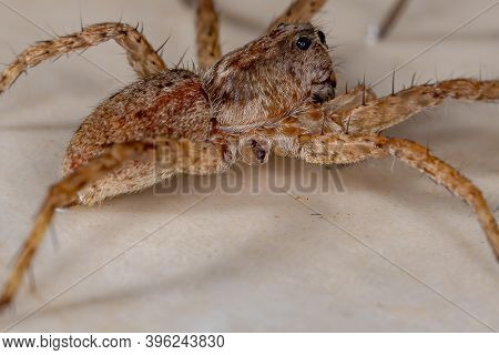 Wolf Spider Of The Family Lycosidae