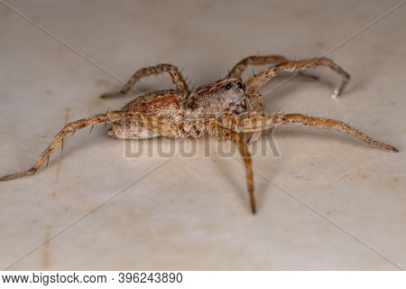 Wolf Spider Of The Family Lycosidae
