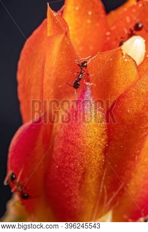 Big-headed Ant Of The Genus Pheidole On A Cactus Flower