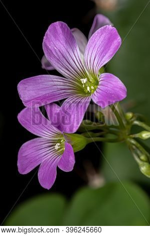 Largeflower Pink Sorrel