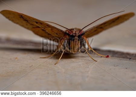 Brazilian Yellow Moth