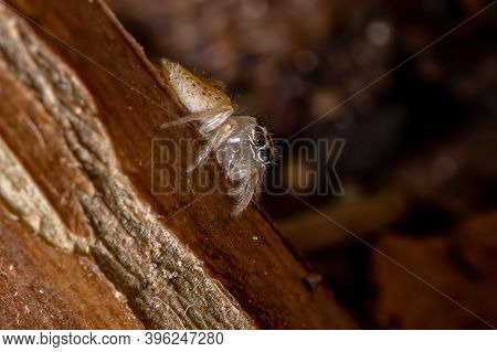 Small Jumping Spider