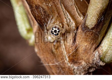 Small Jumping Spider