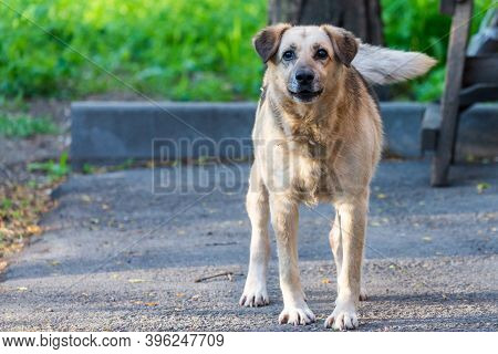 Aggressive Outbred Dog With Dark Ears Guards The Yard.