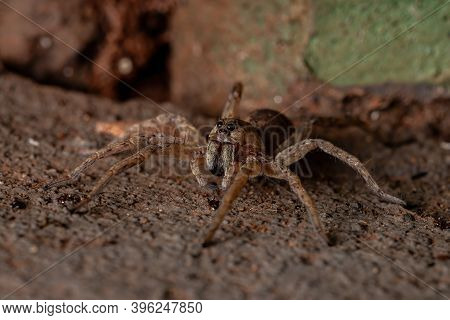 Adult Wolf Spider
