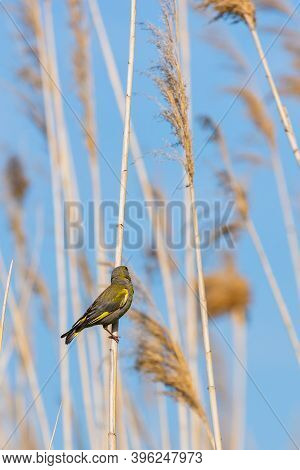 European Greenfinch Or Carduelis Chloris Perched On A Branch.