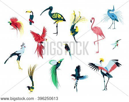 Beautiful Exotic Tropical Birds Set. Flamingo, Heron, Toucan, Hummingbird, Parrot. Tropical Nature W