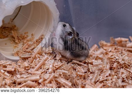 Campbell's Dwarf Hamster