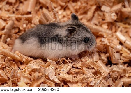 Campbell's Dwarf Hamster