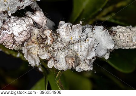 White Ruffle Lichen Of The Genus Parmotrema